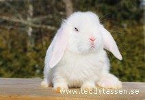 Teddytassens Pepelino (satin)