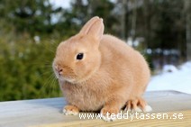 Teddytassens Pepino