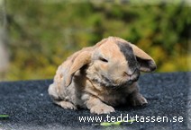 Teddytassens Pepino (rexpälsad)