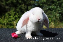 Teddytassens Peppe (rexpälsad)