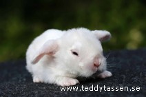 Teddytassens Peppermint (satinrex)
