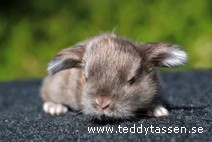 Teddytassens Pepzzi (satin)