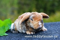 Teddytassens Pernilla (rexpälsad)