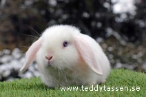 Teddytassens Pether (satin)