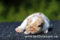 Teddytassens Petter (satin, Musörad)