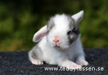 Teddytassens Phantom (satin)