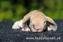 Teddytassens Phebe (rex)