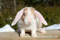 Teddytassens Phelix (satinrex)