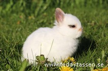 Teddytassens Phoebe
