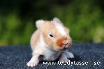 Teddytassens Phoenix (satin)