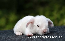 Teddytassens Piaff (satinrex)