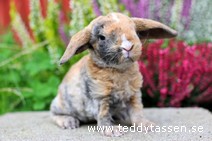 Teddytassens Picazza (rexpälsad)