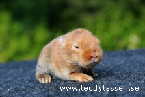 Teddytassens Piggelin (satin, Musörad)