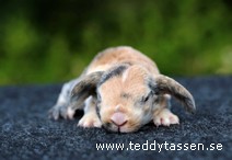 Teddytassens Pimba (rex)