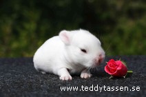 Teddytassens Pingeling