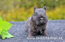 Teddytassens Pingla
