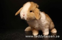 Teddytassens Pinglan