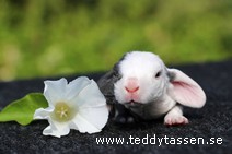 Teddytassens Pinnocchia (rex)