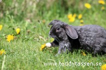 Teddytassens Pippi (satinrex)