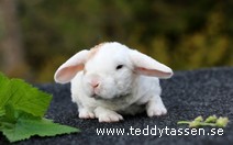 Teddytassens Piraja (rexpälsad)