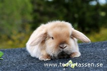 Teddytassens Piruett (satin)