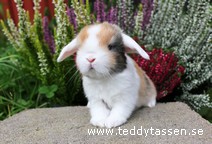 Teddytassens Plingo