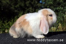 Teddytassens Plopp