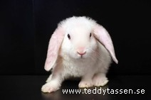 Teddytassens Pluff (rexpälsad)