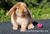 Teddytassens Plussa (satin)