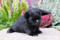 Teddytassens Pluttan (satin)
