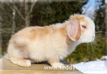 Teddytassens Pluttan (satin)