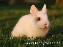 Teddytassens Pocahontas (satin, Musörad)