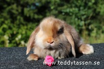 Teddytassens Polarn (satin)
