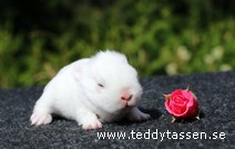 Teddytassens Polly