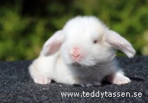 Teddytassens Pomadeus (satin)