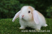 Teddytassens Pontus (satin)