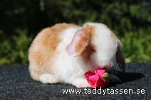 Teddytassens Popcorn (satinrexpälsad)