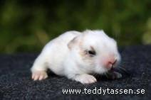 Teddytassens Pretty (satin, Musörad)