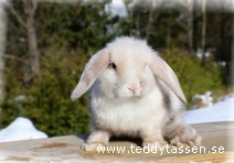 Teddytassens Princess (satin)