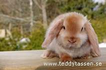 Teddytassens Prinsen (satin)