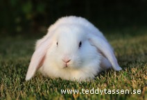 Teddytassens Priscilla