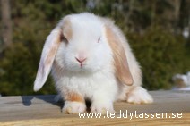 Teddytassens Pumpkin (satin)
