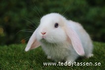 Teddytassens Puppe (satin)