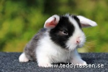 Teddytassens Puss (satin)