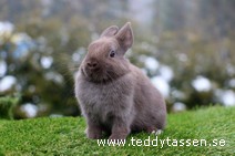 Teddytassens Puttis (musörad)