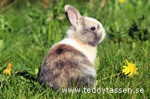 Teddytassens Puzzle