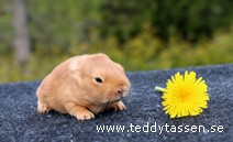 Teddytassens Pygmé