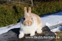 Teddytassens Pynte