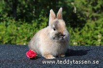 Teddytassens Pyret (satin, Fuschpälsad)
