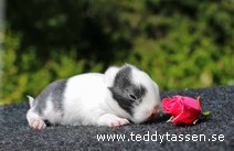 Teddytassens Pyttemjuk